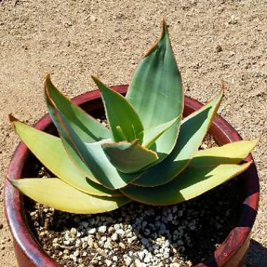 Aloe Striata