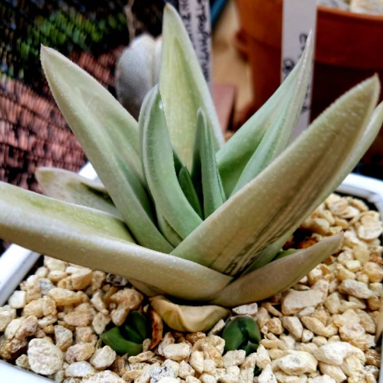 Plant image x Gasteraloe 'Green Ice'