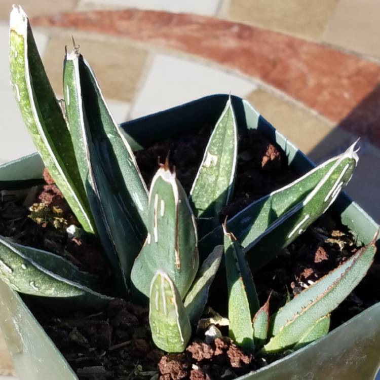 Plant image Agave Nickelsaie