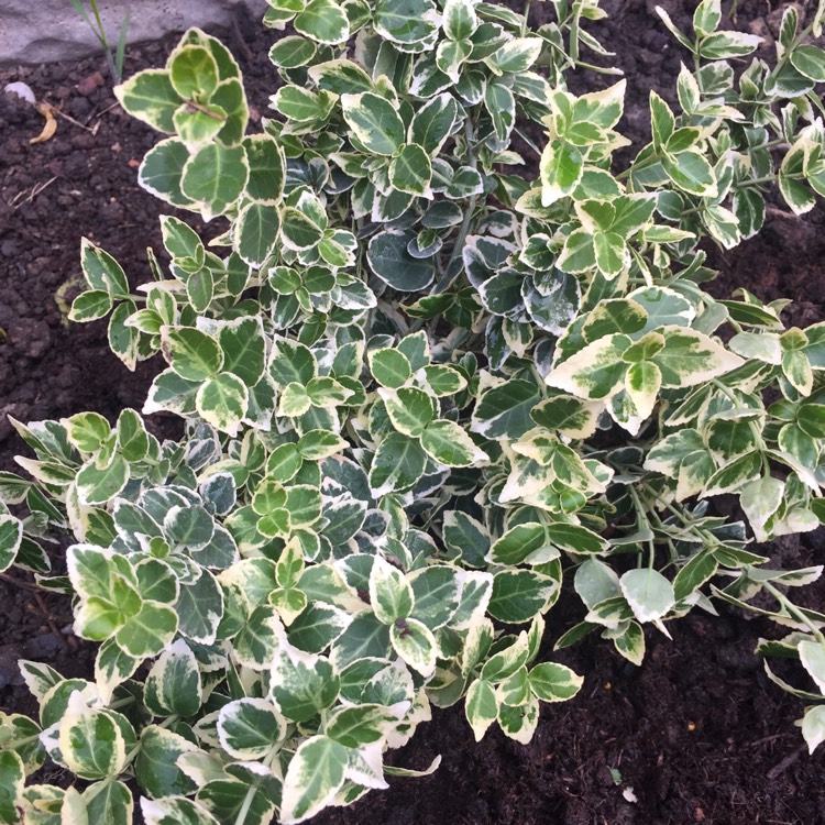 Plant image Euonymus Fortunei 'Emerald Gaiety'