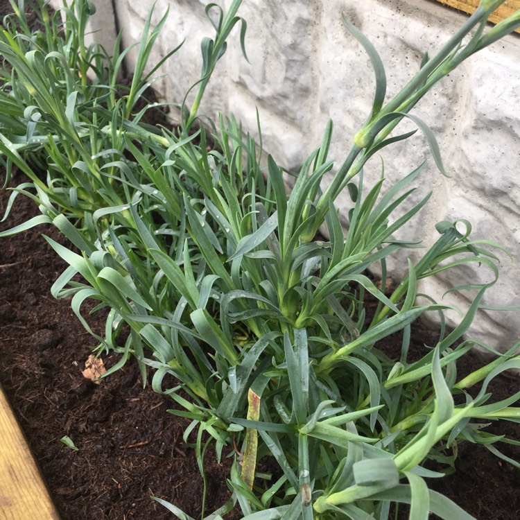 Plant image Dianthus 'Devon Xera 'Firestar'