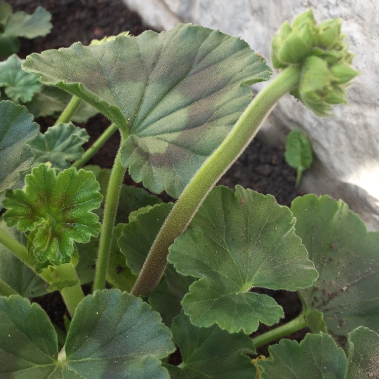 Plant image Pelargonium 'Calliope Big Rose' (Calliope Big Series)