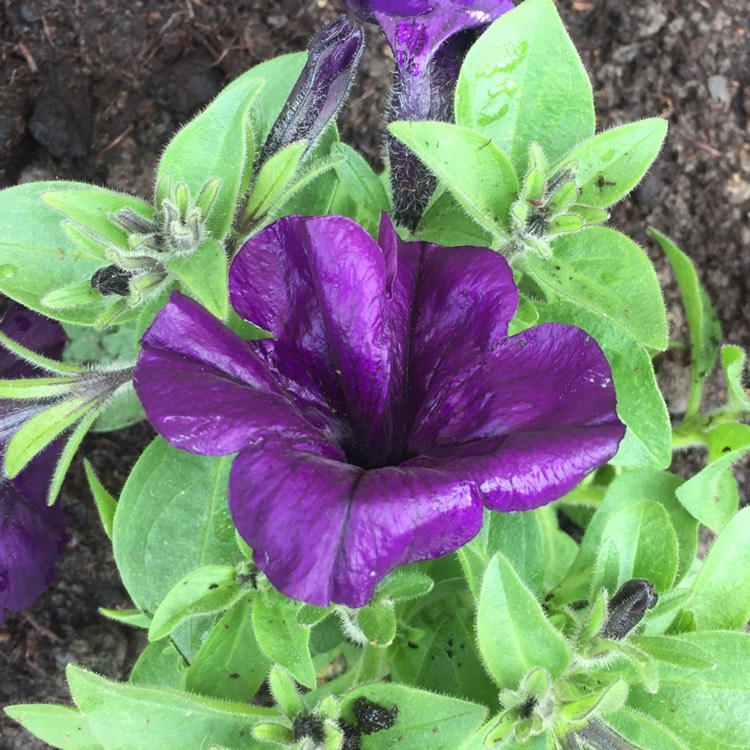 Plant image Petunia 'Purple Pirouette'