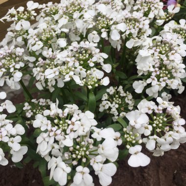 Perennial Candytuft 'Masterpiece'