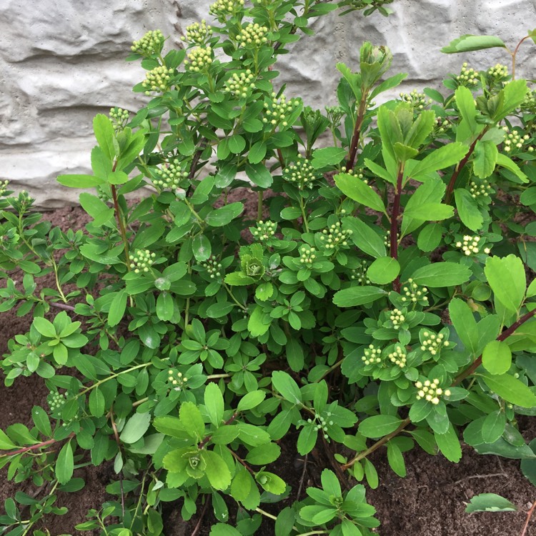 Plant image Spiraea nipponica 'Snowmound'