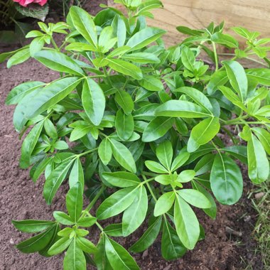 Mexican Orange Blossom