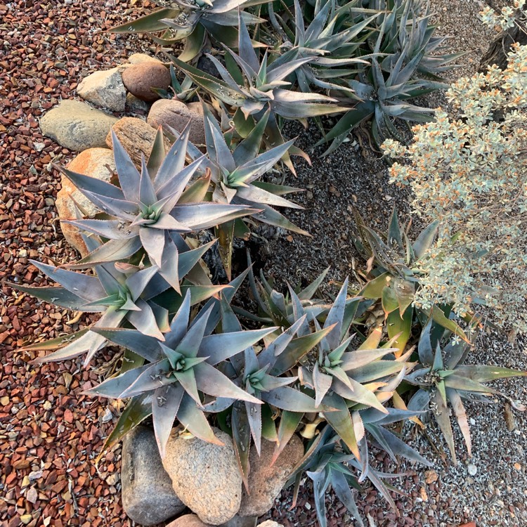 Plant image Aloe Striata X Maculata