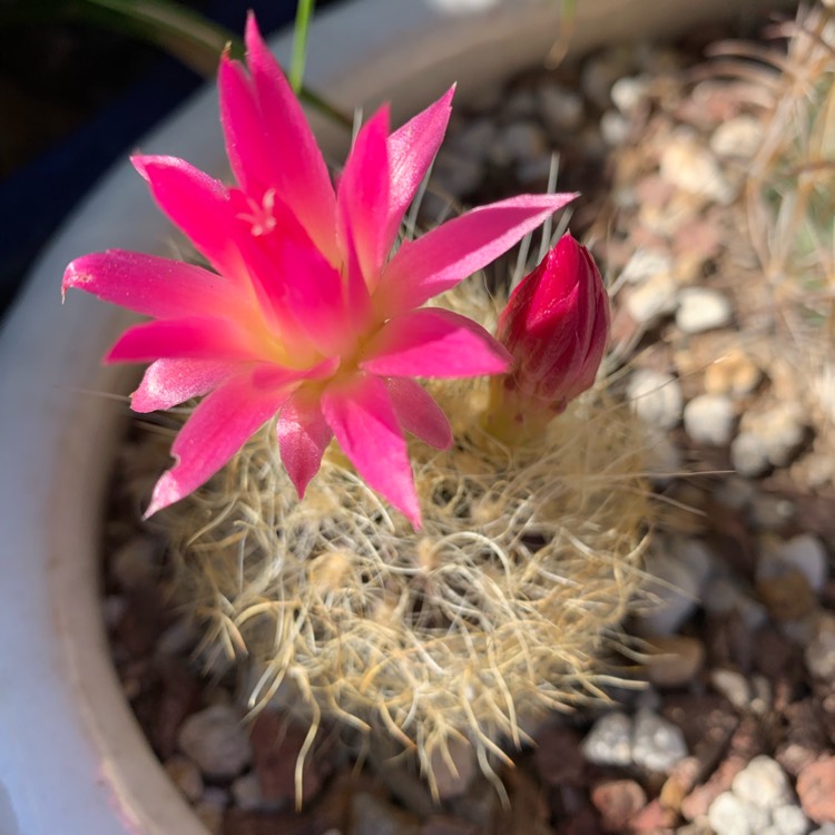 Plant image Eriosyce senilis syn. Neoporteria nidus f. senilis, Echinocactus senilis