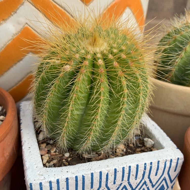 Plant image Parodia Warasii syn. Notocactus Warasii