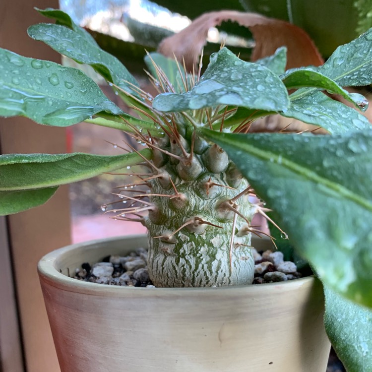 Plant image Pachypodium namaquanum