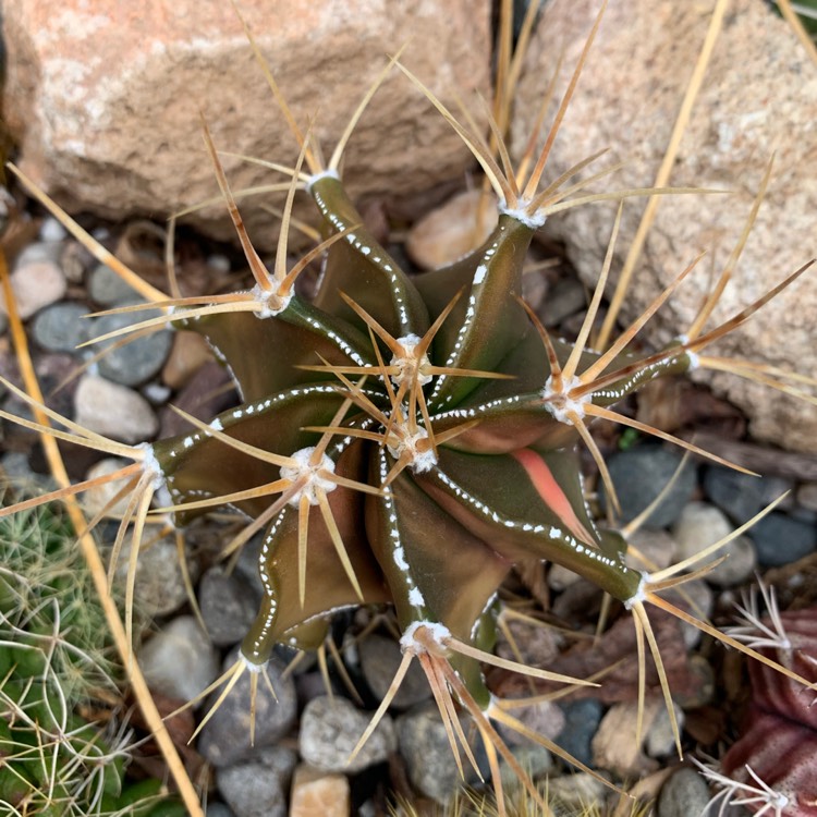 Plant image Astrophytum Ornatum