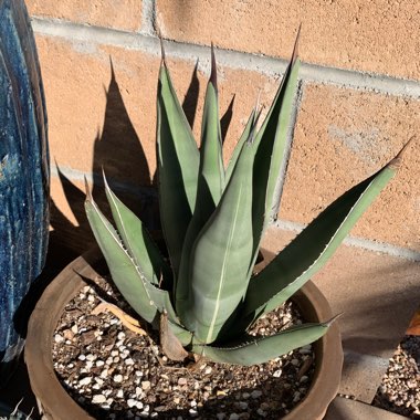 Agave 'Shark Skin'