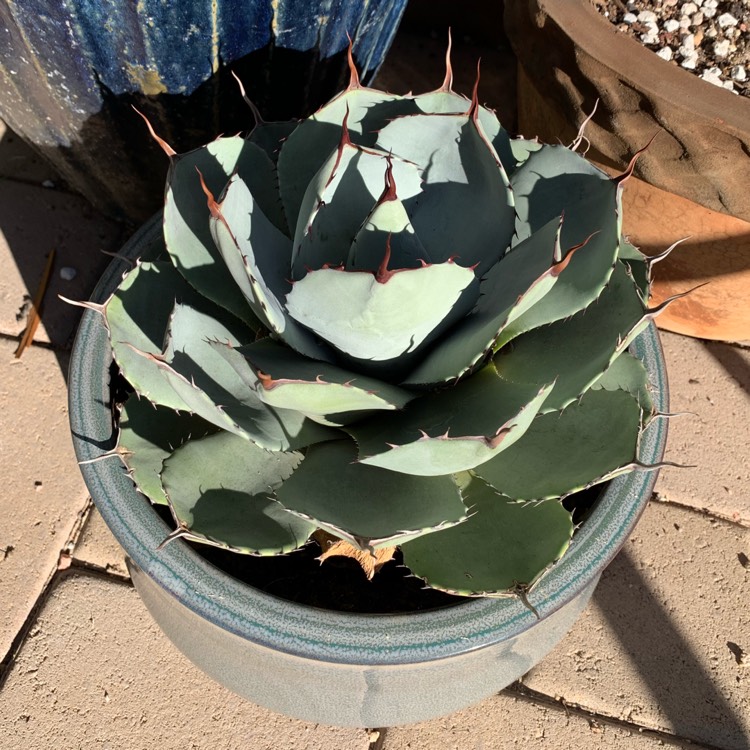 Plant image Agave parryi var. 'Truncata'