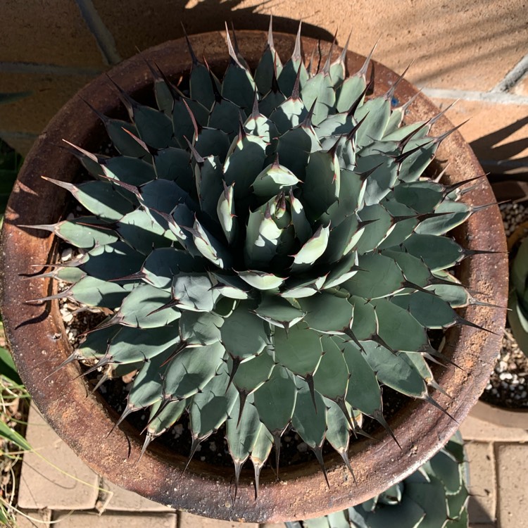 Plant image Agave Macroacantha