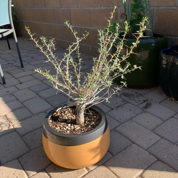 Plant image Fouquieria columnaris