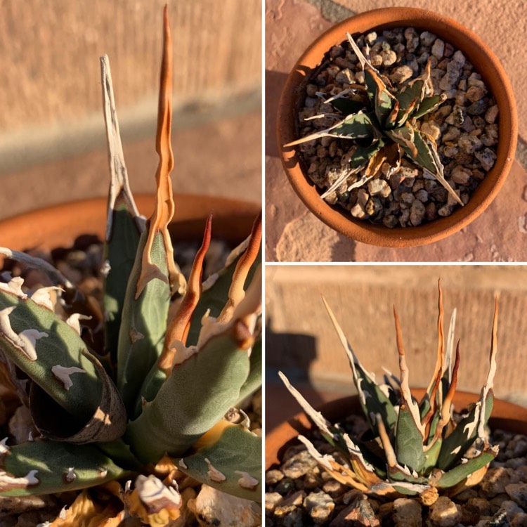 Plant image Agave utahensis subsp. utahensis