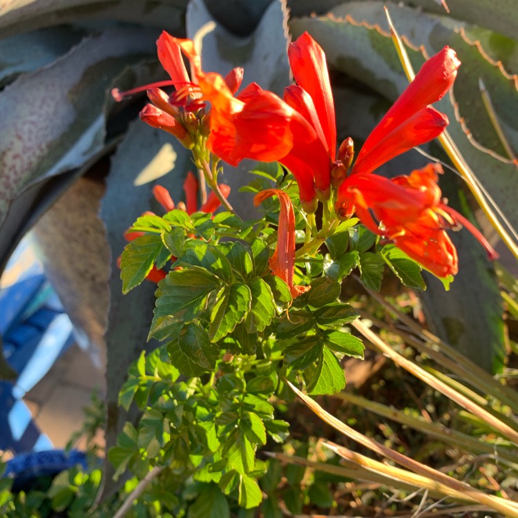 Plant image Tecoma Stans 'Bells Of Fire'