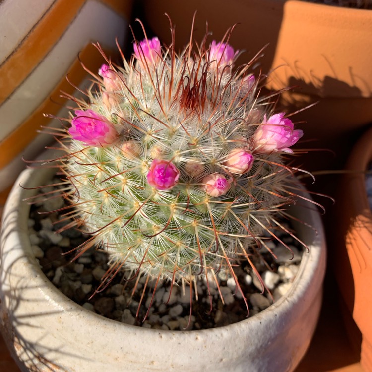 Plant image Mammillaria bombycina