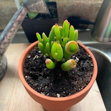 Crassula ovata 'Gollum'