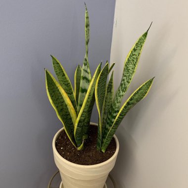 Sansevieria