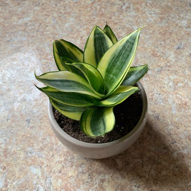 Sansevieria trifasciata 'Golden Hahnii'