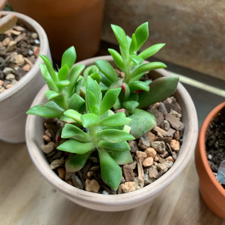 Plant image Anacampseros rufescens 'Sunrise' variegated