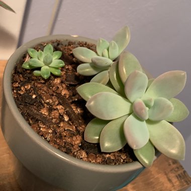 xGraptoveria Opalina