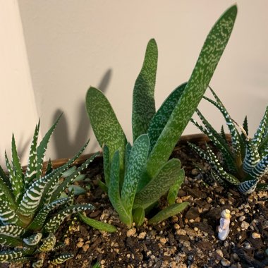 Gasteria bicolor var. 'Liliputana'