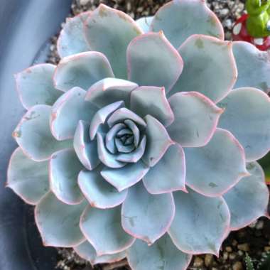 Echeveria Desmetiana v. Subsesslis