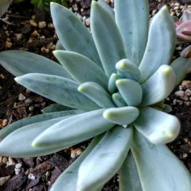 Pachyphytum longifolium