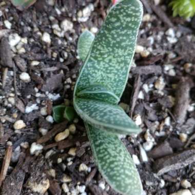 Gasteria bicolor var. 'Liliputana'