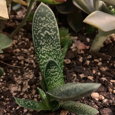 Gasteria bicolor var. 'Liliputana'