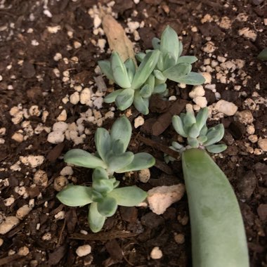 Pachyphytum longifolium