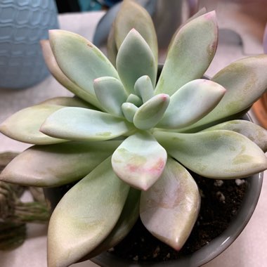 xGraptoveria Opalina