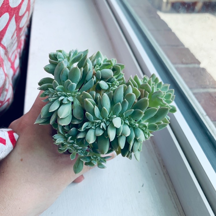 Plant image Echeveria Ramillete Cristata