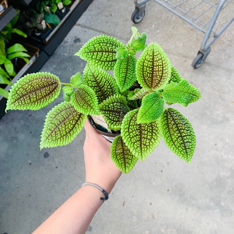 Plant image Pilea involucrata 'Moon Valley'