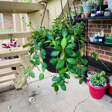 Hoya bilobata syn. Hoya tsangii