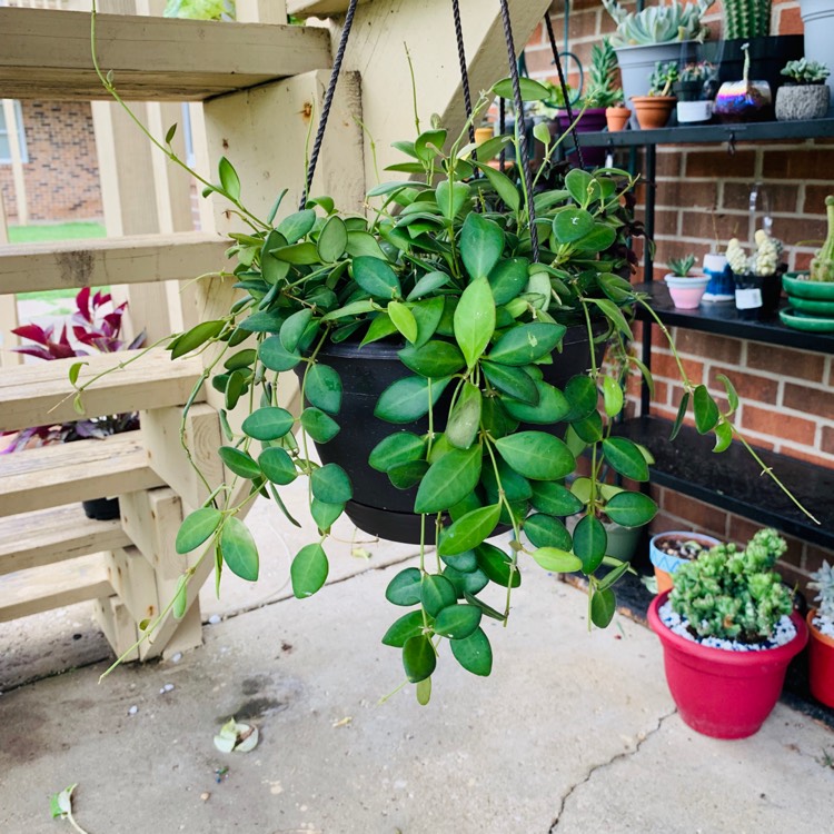 Plant image Hoya bilobata syn. Hoya tsangii