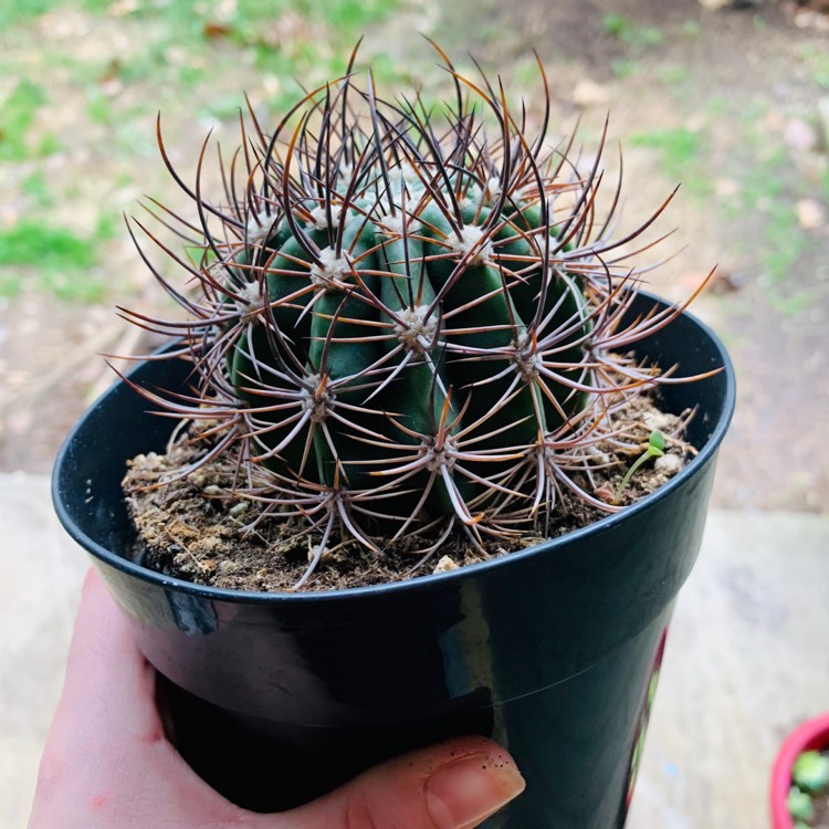 Plant image Echinopsis  syn. Lobiviopsis