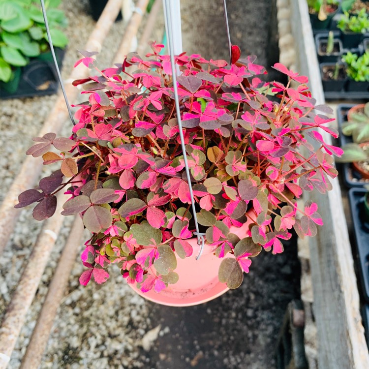 Plant image Oxalis 'Plum Crazy'