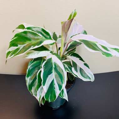 Calathea 'Fusion White'