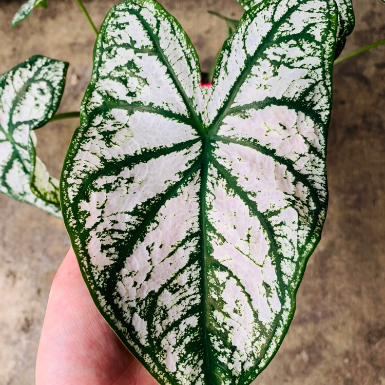 Plant image Caladium 'White Christmas'