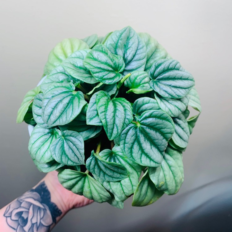 Plant image Peperomia 'Frost'