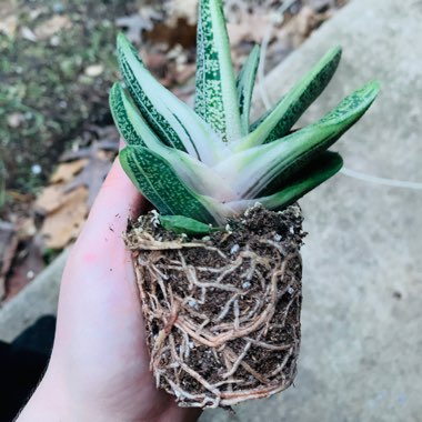 Gasteria 'Little Warty'