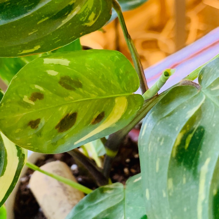 Plant image Maranta leuconeura kershoveana 'variegated'