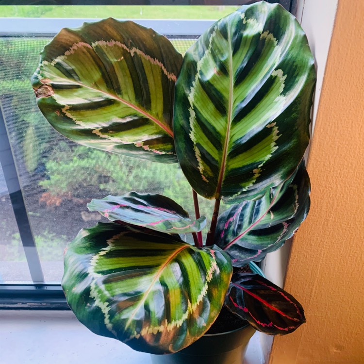 Plant image Calathea roseopicta