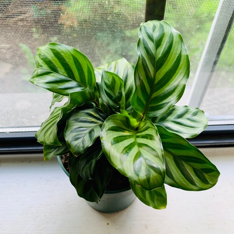 Plant image Calathea Concinna Freddie