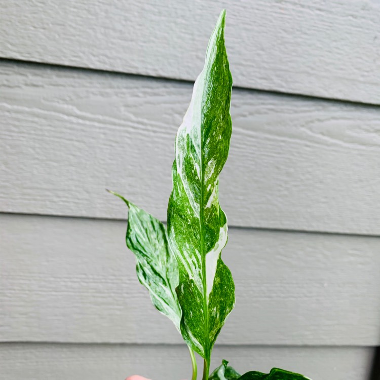 Plant image Spathiphyllum clevelandii