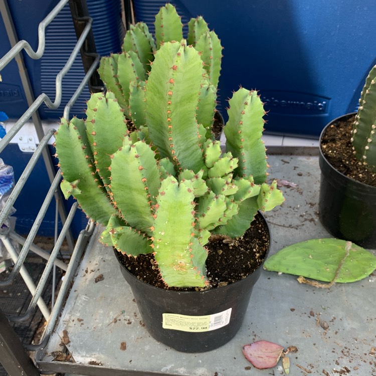 Plant image Euphorbia Resinifera