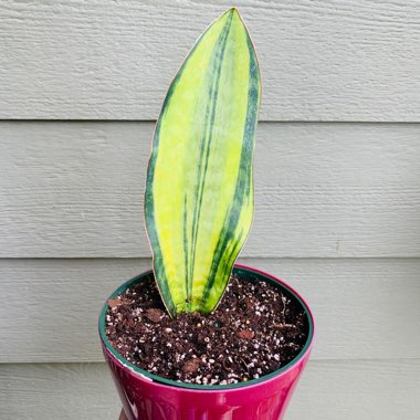 Sansevieria Masoniana White Variegata